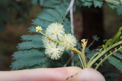Acacia parvipinnula, photograph Thomas Mesaglio, CC BY, iNaturalist via GBIF