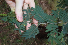 Acacia parvipinnula, photograph Thomas Mesaglio, CC BY, iNaturalist via GBIF