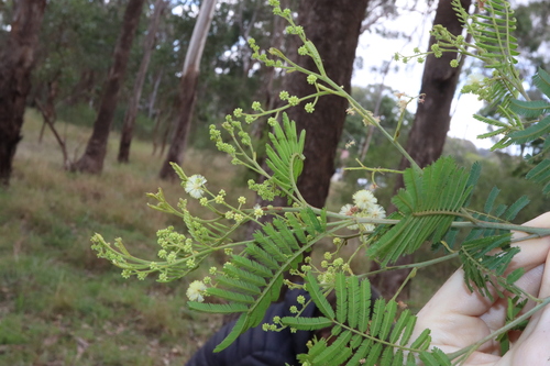 Acacia parvipinnula, photograph 6
