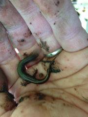 Desmognathus fuscus