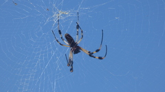 Trichonephila clavipes