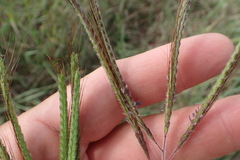 Dichanthium aristatum