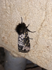 Xanthopastis timais