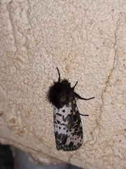 Xanthopastis timais