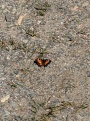 Nymphalis