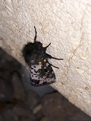 Xanthopastis timais