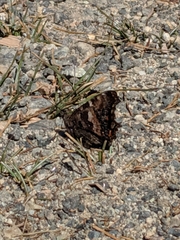 Nymphalis