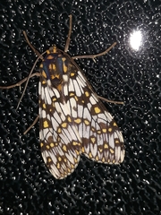 Phaegoptera punctularis