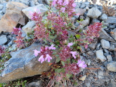 Thymus quinquecostatus