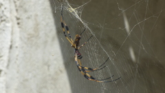 Trichonephila clavipes