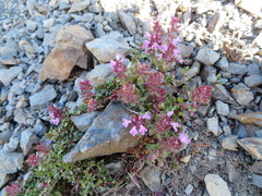Thymus quinquecostatus
