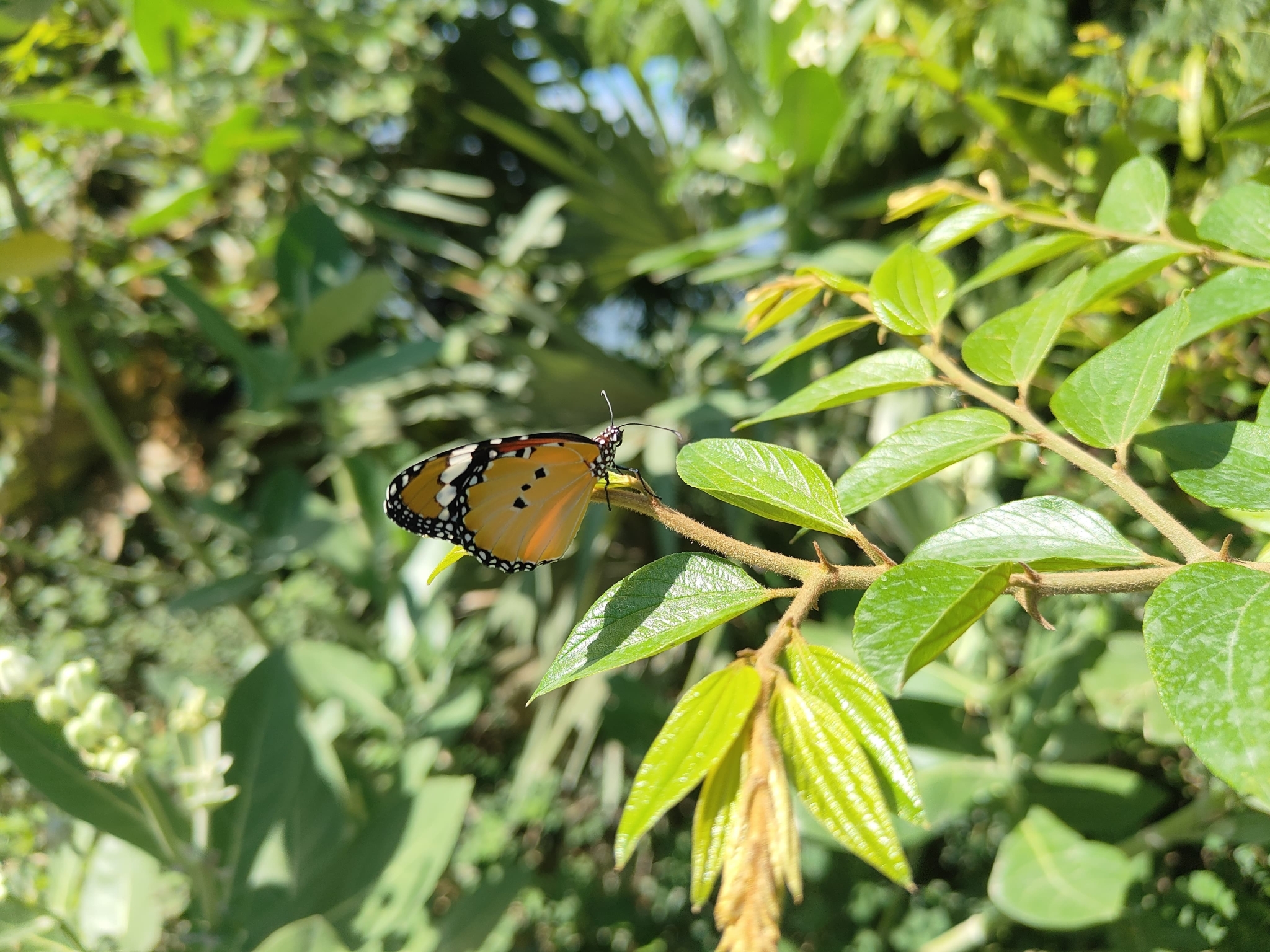 Plain Tiger