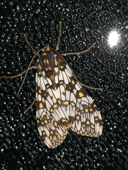 Phaegoptera punctularis