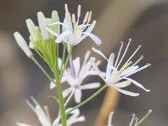 Thelypodium wrightii