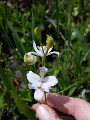 Calopogon oklahomensis