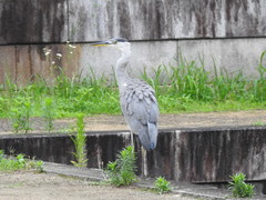 Ardea cinerea