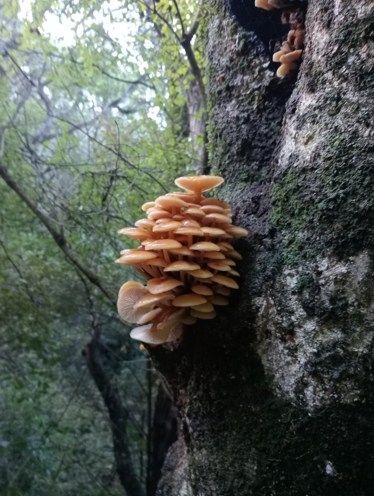 Flammulina velutipes · June 2025 · photo: © john_barkla (iNaturalist, cc0)