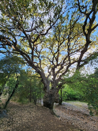 Arizona white oak