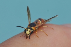 Euodynerus hidalgo hidalgo