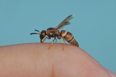 Euodynerus hidalgo hidalgo