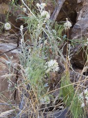 Thelypodium wrightii