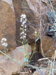 Thelypodium wrightii