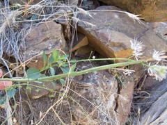 Thelypodium wrightii