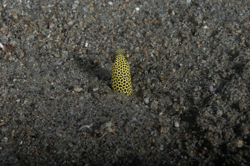 Taylor's garden eel (Heteroconger taylori) — Congridae — 5