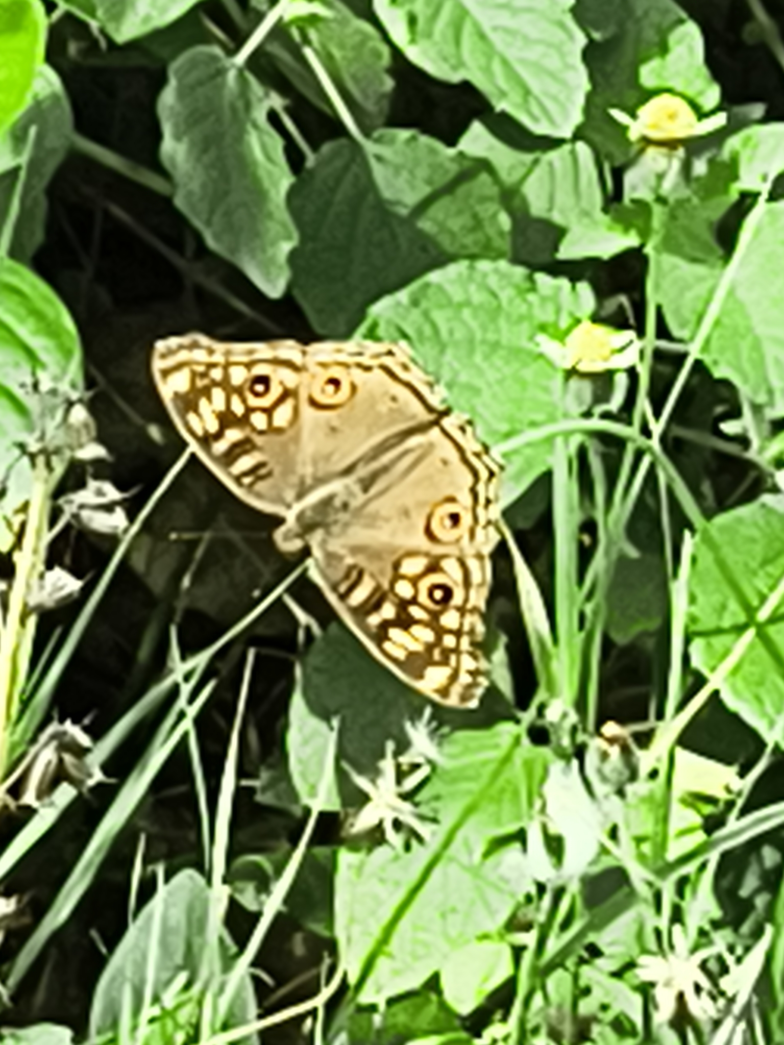 Lemon Pansy