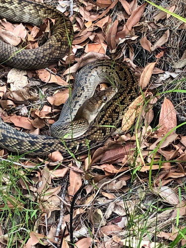 Australian Scrub Python sighting