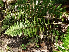 Dryopteris ludoviciana
