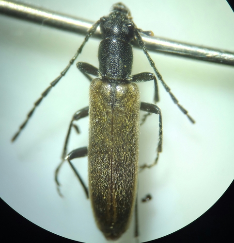 Sparedrus testaceus, 2025-06-07