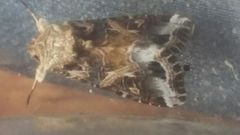Spodoptera praefica
