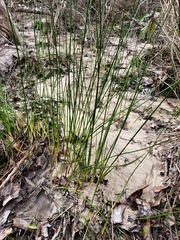 Juncus gymnocarpus