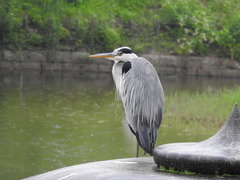 Ardea cinerea