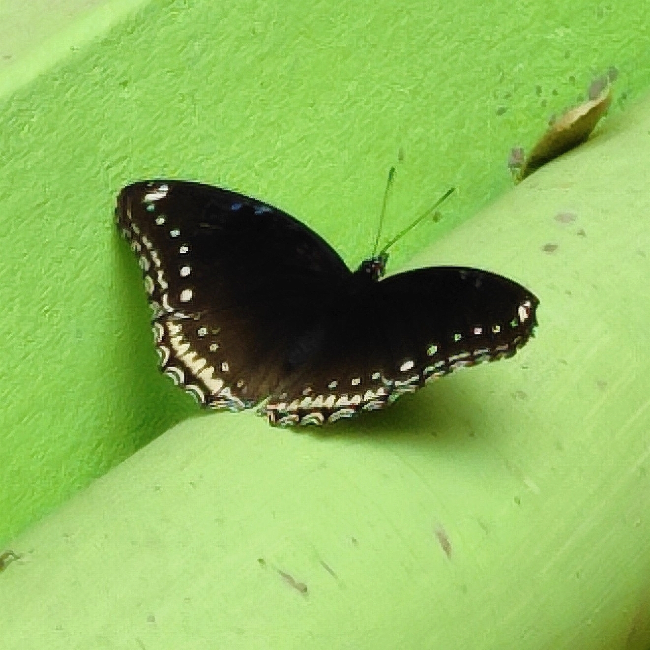 Great Eggfly