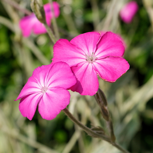 Silene coronaria