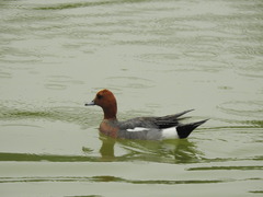 Mareca penelope