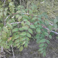Rubus cockburnianus