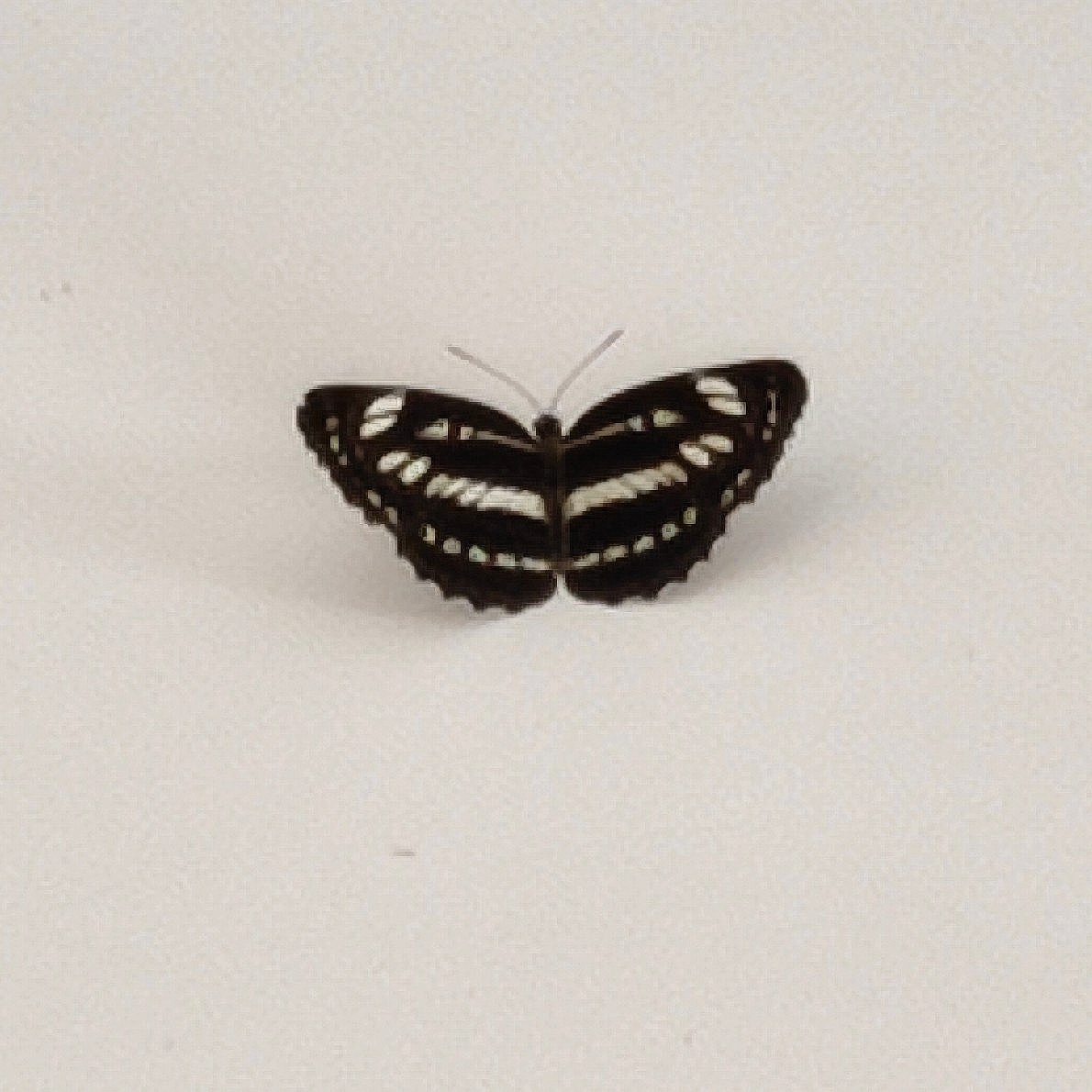 Common Sailer
