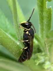 Hylaeus confluens