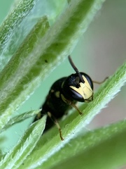 Hylaeus confluens