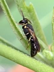 Hylaeus confluens