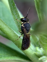 Hylaeus confluens