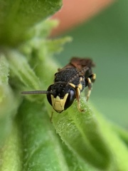 Hylaeus confluens