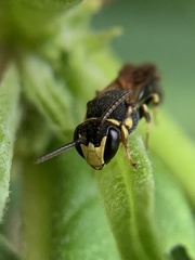 Hylaeus confluens
