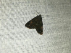 Metalectra richardsi