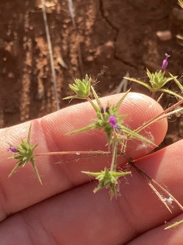Threadstem Pincushionplant (Navarretia filicaulis)