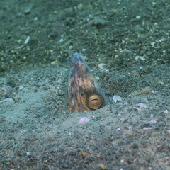Ophichthus altipennis
