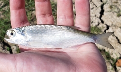 Hiodon alosoides